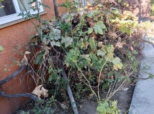 Bush Trimming by William Mendoza for Jessica C. in Los Angeles, CA