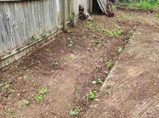 Leaf Removal by Noheli Diaz for Tami G. in Fort Worth, TX