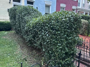 Bush Trimming by Edgar Elmore for Emily M. in Washington, DC