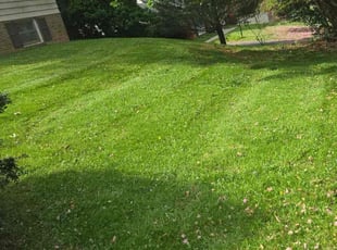 Tracy L.'s Lawn Mowing Service service result