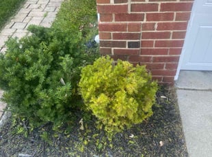 Bush Trimming by Ricardo Binyard Jr for Hani S. in Orion Township, MI