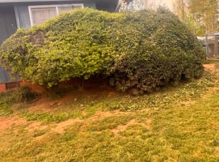 Bush Trimming by Markeiven Ogburn for Alicia B. in Griffin, GA