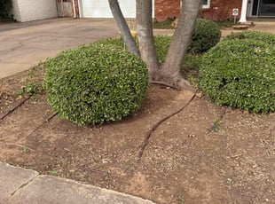 Leaf Removal by Zachary Saldana for William P. in Lubbock, TX