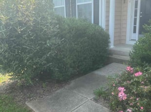 Bush Trimming by Ashley Dawson for Shelley M. in Fredericksburg, VA