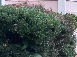 Bush Trimming by Cordarin Collier for Byron G. in Marietta, GA