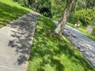 Patricia B.'s Lawn Service service result