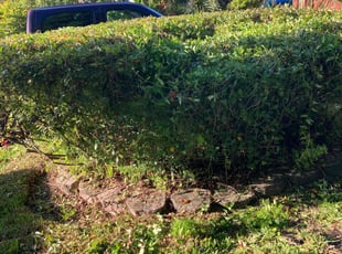 Bush Trimming by Nathaniel Lomax for Chris B. in Longwood, FL