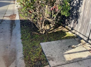 Weeding by Ramon Mojica for Tracy S. in Sacramento, CA