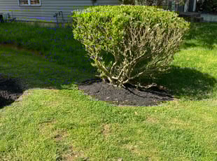 Landscaping by Clinique Martin for Jeriesha P. in Springdale, MD