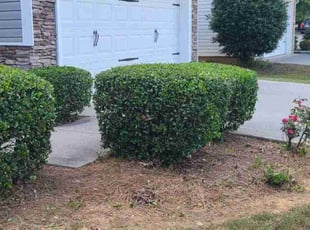 Sara M.'s Bush Trimming service result