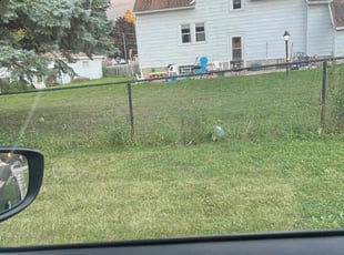 Alexandra V.'s Lawn Care service result