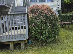 Bush Trimming by Adrian Carrasco for David G. in Middletown Township, NJ