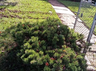 Andrea C.'s Bush Trimming service result