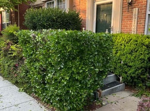 Bush Trimming by Jason Scott for Deloise B. in Germantown, MD
