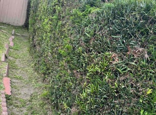 Bush Trimming by Fernando Gomez Rodriguez for Monique A. in Los Angeles, CA