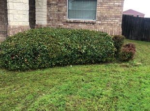 Bush Trimming by Michael Trook for David S. in Arlington, TX