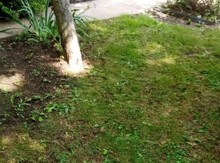 Leaf Removal by Angela Johnson for Roz C. in Pittsburgh, PA