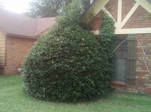 Bush Trimming by Thurman Rodgers for Sonya D. in Memphis, TN