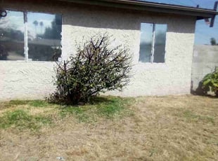 Bush Trimming by Yolanda Alvarado for Samuel M. in Muscoy, CA