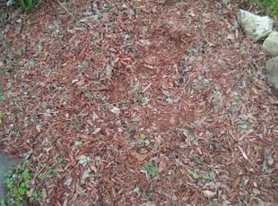 Weeding by Kevin Rhyne for JoEthel F. in Madison, WI