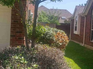 Bush Trimming by Tasha Barnard for matthew t. in Rowlett, TX