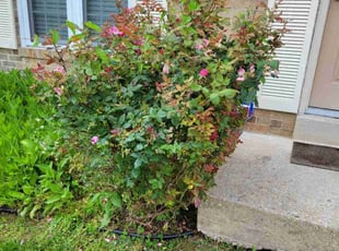 Bush Trimming by Edwin Villagran for Martin R. in Silver Spring, MD