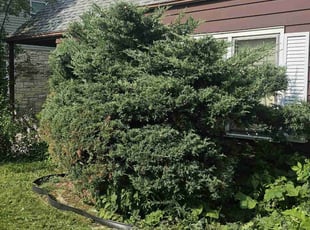 Bush Trimming by Robert Dowdy for Juanita E. in Milwaukee, WI
