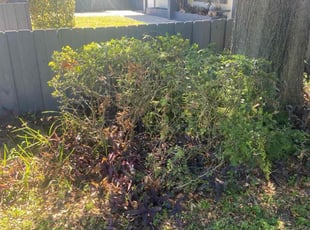 Bush Trimming by Ryan Jablonowski for Bakari B. in Orlando, FL