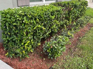 Bush Trimming by Miguel Garcia for Mikel L. in Mount Dora, FL