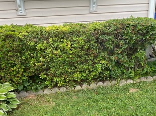 Bush Trimming by Rolando Diaz for Liza L. in Silver Spring, MD