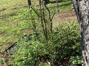 Bush Trimming by Kenneth Fiers for Karen W. in Zuni, VA