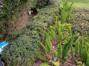 Weeding by Daniel Campos for Kris K. in Bellaire, TX