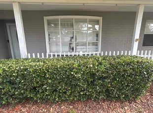 Bush Trimming by Ramon Taguja for Tasha B. in Valrico, FL