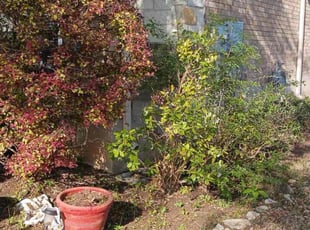 Bush Trimming by Samuel Rueda for Dawn H. in Buda, TX