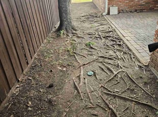 Leaf Removal by Manuel Solis Soto for Tiffany L. in Dallas, TX