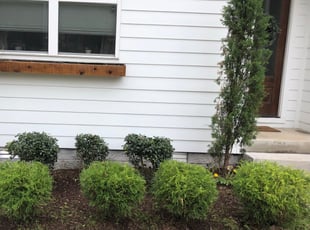 Bush Trimming by Christopher Darnell for Lauren S. in Nashville, TN