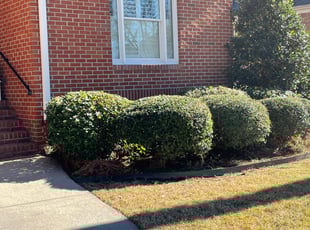 Bush Trimming by Kenneth Alford for Harold T. in Columbia, SC