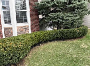 Bush Trimming by Robert Elchuk for Houman J. in Troy, MI