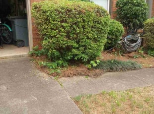 Bush Trimming by Montgomery Roberts for Kristi T. in Marietta, GA