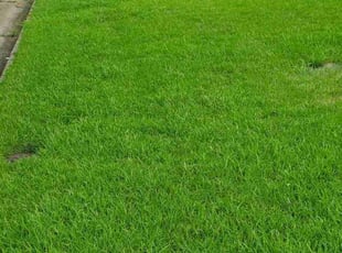 Jahnesha E.'s Lawn Mowing service result