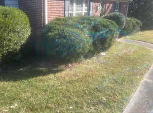Bush Trimming by Dajon Chambliss for Maurice N. in Richmond, VA