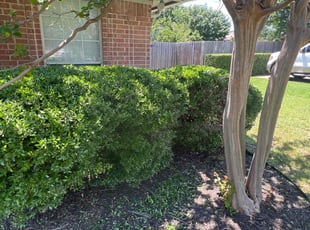 Bush Trimming by Manuel Gonzalez for Kellie P. in Cleburne, TX
