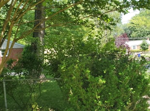 Bush Trimming by Joseph Pinto for Tanya .. in Rockville, MD