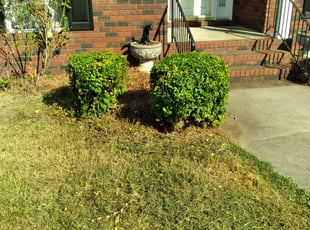 Bush Trimming by Jeremiah Davis for Isaiah T. in Harrisburg, NC