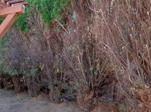 Bush Trimming by Mario Monje for Mackenzie P. in Riverside, CA