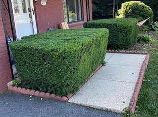 Lauren E.'s Bush Trimming service result