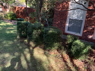 Bush Trimming by Adel Baker for Joe P. in San Antonio, TX