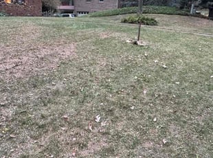 Leaf Removal by Jim Cooper for Hallie G. in Asheville, NC
