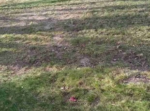 Leaf Removal by Joseph Zika for Carina D. in Saint Paul, MN