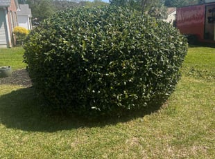 Bush Trimming by Marco Garcia for Kenneth D. in Murrells Inlet, SC